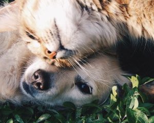 Les dangers de l’été pour les animaux : ce qu’il faut savoir