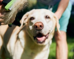 Entretenir le pelage de son chien : un geste essentiel