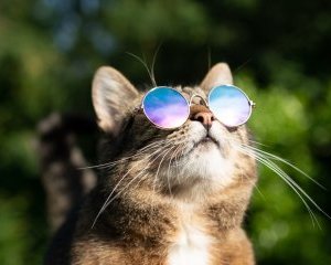 Chats en été : ce qu’il faut surveiller