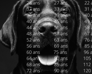 Chien : Quel est son âge humain ?