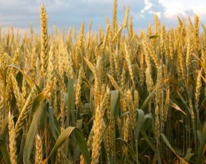 Attention aux épillets : un danger estival pour votre animal