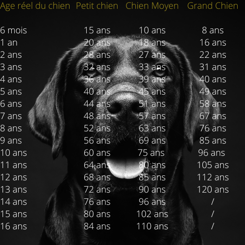 Chien : Quel est son âge humain ?
