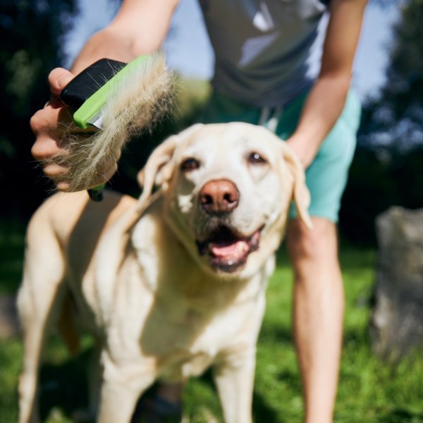 Entretenir le pelage de son chien : un geste essentiel