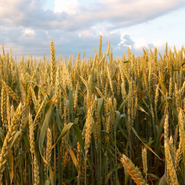 Attention aux épillets : un danger estival pour votre animal