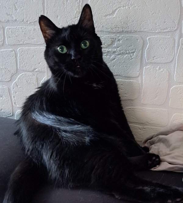 Les chats noirs : toujours victimes de préjugés !